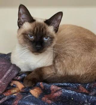 Sapphire -  Siamese Cat for Adoption in Bloomington, Indiana - Sapphire | PetCurious