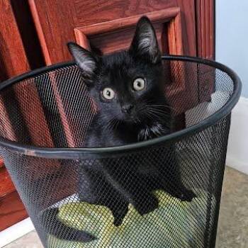 Cookie -  Domestic Short Hair Cat for Adoption in Jeffersonville, Indiana - Cookie | PetCurious
