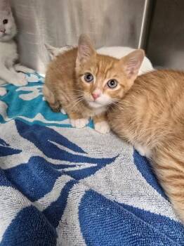 CHEDDAR -  Domestic Short Hair Cat for Adoption in Rancho Cucamonga, California - CHEDDAR | PetCurious