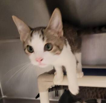 Sid -  Domestic Short Hair Cat for Adoption in Hopkinsville, Kentucky - Sid | PetCurious