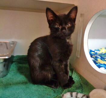 BLYNKEN -  Domestic Short Hair Cat for Adoption in Delhi, New York - BLYNKEN | PetCurious
