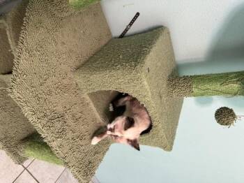 Sonic -  Siamese and Domestic Short Hair Cat for Adoption in Saucier, Mississippi - Sonic | PetCurious