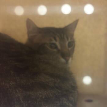 Lemon -  Domestic Short Hair Cat for Adoption in Reno, Nevada - Lemon | PetCurious