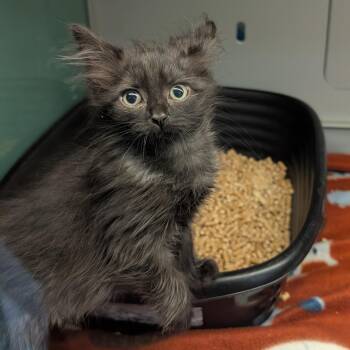 Pepper -  Domestic Long Hair Cat for Adoption in Suffolk, Virginia - Pepper | PetCurious
