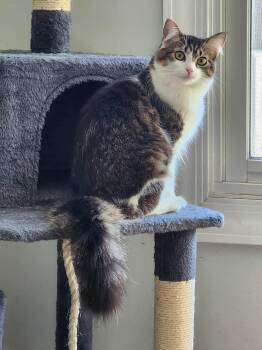 Domestic Long Hair Cats Available for Adoption in Chicago, Illinois - Cupcake | PetCurious