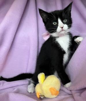Rescue Tuxedo Cats for Adoption in Hood River, Oregon - Tallulah | PetCurious