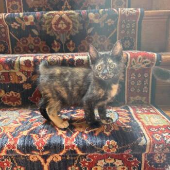 Samosa -  Domestic Short Hair Cat for Adoption in Philadelphia, Pennsylvania - Samosa | PetCurious