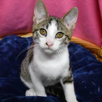 Wells -  Domestic Short Hair Cat for Adoption in Beaumont, Texas - Wells | PetCurious