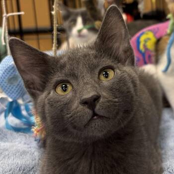 Uno -  Domestic Short Hair Cat for Adoption in Sonora, California - Uno | PetCurious