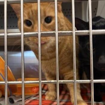 Slider (Klaus) -  Domestic Short Hair and Mixed Breed Cat for Adoption in Ashtabula, Ohio - Slider (Klaus) | PetCurious