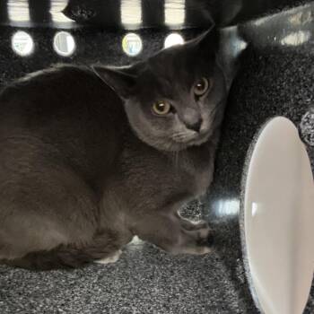 Domestic Medium Hair Cats Available for Adoption in Winston-salem, North Carolina - Smokey | PetCurious
