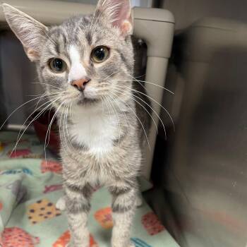 Rescue Domestic Short Hair Cats for Adoption in Benton Harbor, Michigan - Codi | PetCurious