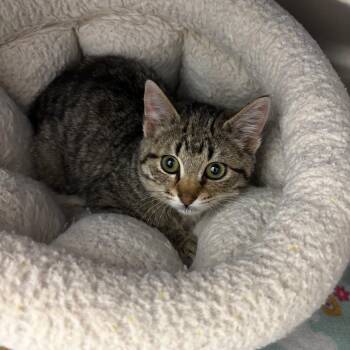 Domestic Short Hair Cats Available for Adoption in Detroit Lakes, Minnesota - Scotch | PetCurious