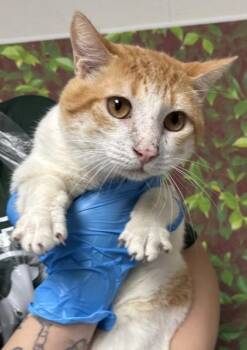 Domestic Short Hair Cats Available for Adoption - Kiwi | PetCurious