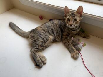 Maisey -  Domestic Medium Hair Cat for Adoption in Alexandria, Louisiana - Maisey | PetCurious