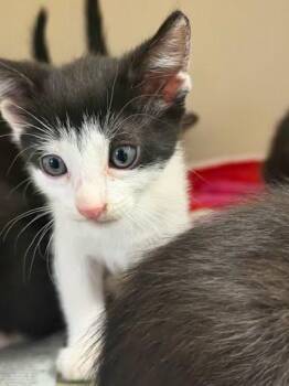 Penne -  Domestic Short Hair Cat for Adoption in Chamblee, Georgia - Penne | PetCurious