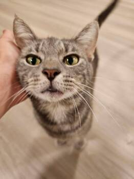 American Shorthair Cats Available for Adoption - Pandy | PetCurious