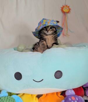 Ursa -  Domestic Short Hair Cat for Adoption in Seven Valleys, Pennsylvania - Ursa | PetCurious