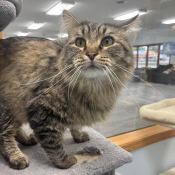 Moonlight -  Domestic Long Hair Cat for Adoption in Crookston, Minnesota - Moonlight | PetCurious
