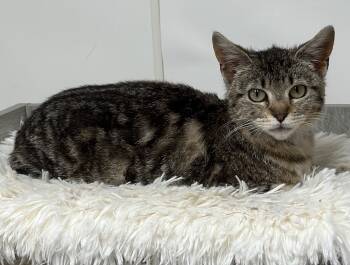 Rescue Domestic Short Hair Cats for Adoption in Waynesville, Missouri - Dorie | PetCurious