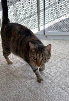Sister Cat 2 -  Domestic Short Hair Cat for Adoption in Timonium, Maryland - Sister Cat 2 | PetCurious
