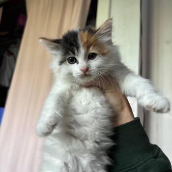 Cher 2270 -  Domestic Long Hair Cat for Adoption in Kansas City, Missouri - Cher 2270 | PetCurious