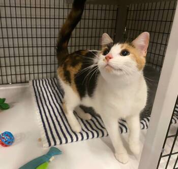 Rescue Domestic Short Hair Cats for Adoption in Raleigh, North Carolina - Purrvolone | PetCurious