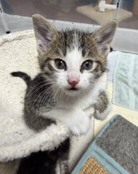 Prince -  Domestic Short Hair Cat for Adoption in Portland, Oregon - Prince | PetCurious