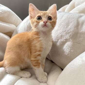 Cheerio -  Domestic Short Hair Cat for Adoption in San Antonio, Texas - Cheerio | PetCurious