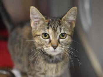 Domestic Short Hair Cats Available for Adoption in Portland, Oregon - Cali | PetCurious