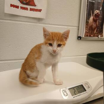 Sprinkle -  Domestic Short Hair Cat for Adoption in Chattanooga, Tennessee - Sprinkle | PetCurious