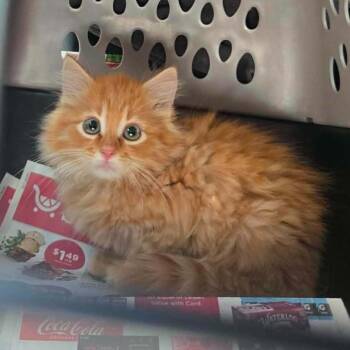 Renan Callahan -  Domestic Medium Hair Cat for Adoption in Eagle Mountain, Utah - Renan Callahan | PetCurious