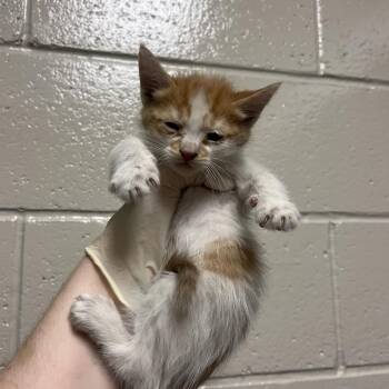 Cajun Shrimp -  Domestic Medium Hair Cat for Adoption in Reno, Nevada - Cajun Shrimp | PetCurious