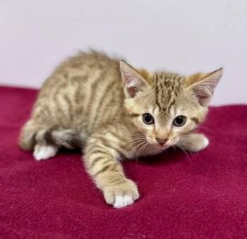 Dillo -  Domestic Short Hair Cat for Adoption in Watkinsville, Georgia - Dillo | PetCurious