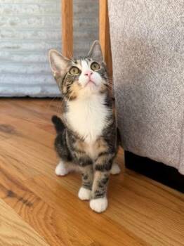 Monica & Rachel (BONDED PAIR) -  Tabby and Domestic Short Hair Cat for Adoption in Orland Park, Illinois - Monica & Rachel (BONDED PAIR) | PetCurious