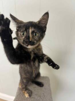 Rescue Tortoiseshell Cats for Adoption in Millington, Tennessee - Anita (Petco Millington, TN) | PetCurious