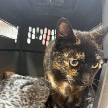 Mocha -  Domestic Short Hair Cat for Adoption in Buellton, California - Mocha | PetCurious