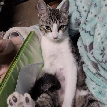 Domestic Short Hair Cats Available for Adoption - Daisy | PetCurious