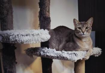 Abyssinian and Domestic Short Hair Cats Available for Adoption in Montreal, Quebec - Bunnie | PetCurious