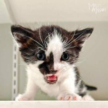 Tiller -  Domestic Short Hair Cat for Adoption in Spokane, Washington - Tiller | PetCurious