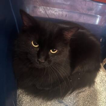 Charity -  Domestic Medium Hair Cat for Adoption in Sarasota, Florida - Charity | PetCurious