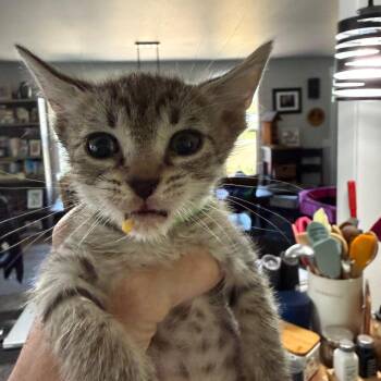 Fettuchini (green) -  Domestic Short Hair Cat for Adoption in Ferndale, Washington - Fettuchini (green) | PetCurious