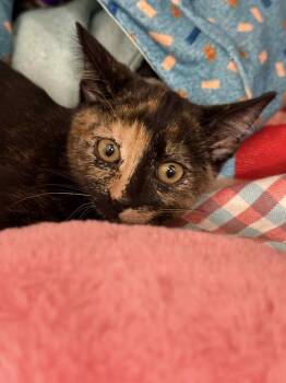 Rescue Tortoiseshell Cats for Adoption in Tavares, Florida - June | PetCurious