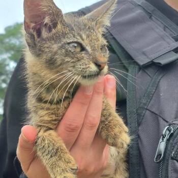Slinky -  Domestic Short Hair Cat for Adoption in Columbus, Georgia - Slinky | PetCurious