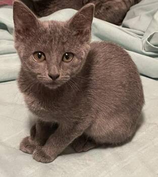 Anne -  Domestic Short Hair Cat for Adoption in Little Rock, Arkansas - Anne | PetCurious