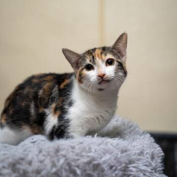 Abigail -  Domestic Short Hair Cat for Adoption in Gainesville, Georgia - Abigail | PetCurious