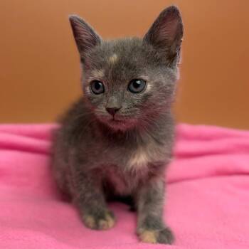 Jackie -  Domestic Short Hair Cat for Adoption in San Antonio, Texas - Jackie | PetCurious