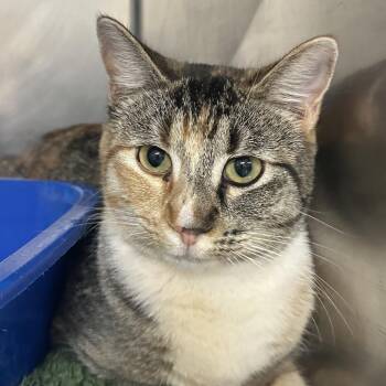 Domestic Short Hair Cats Available for Adoption - Jolly | PetCurious