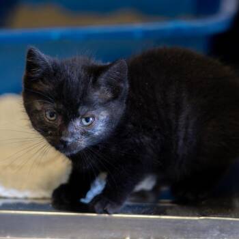 Lucas -  Domestic Short Hair Cat for Adoption in Wilmington, Delaware - Lucas | PetCurious