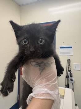 Road Runner -  Domestic Short Hair Cat for Adoption in Charleston, South Carolina - Road Runner | PetCurious